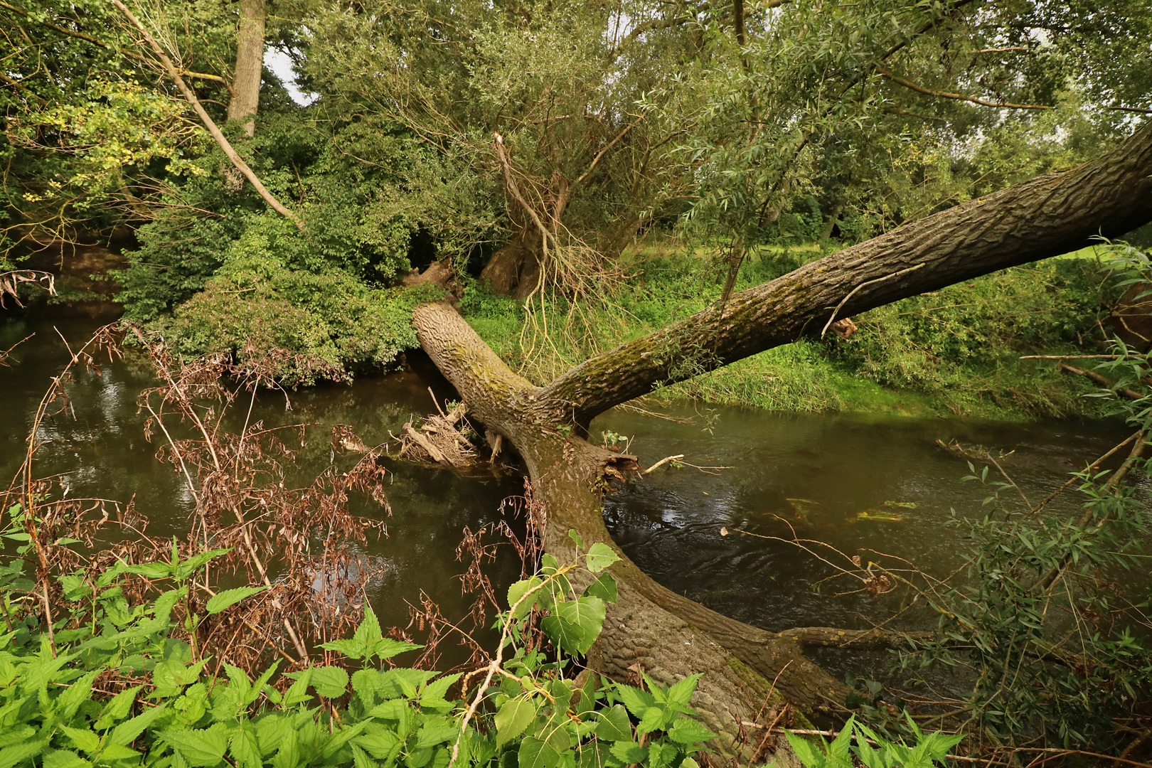 Pappelbruch am Fluss