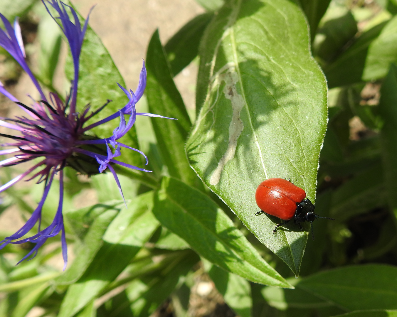 Pappelkäfer auf Kornblume. 