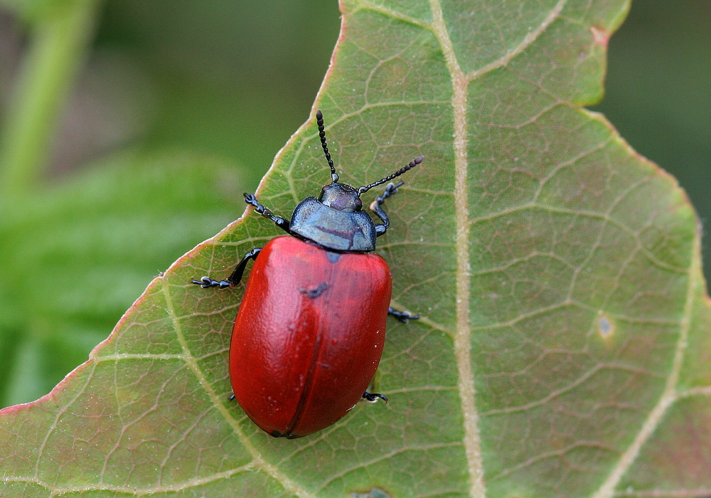 Pappelkäfer (Chrysomela populi)