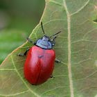 Pappelkäfer (Chrysomela populi)