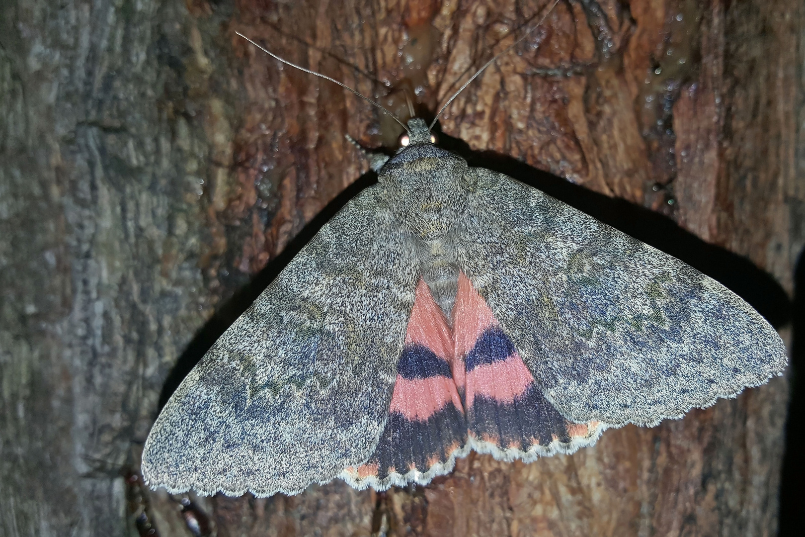 Pappelkarmin (Catocala elocata)