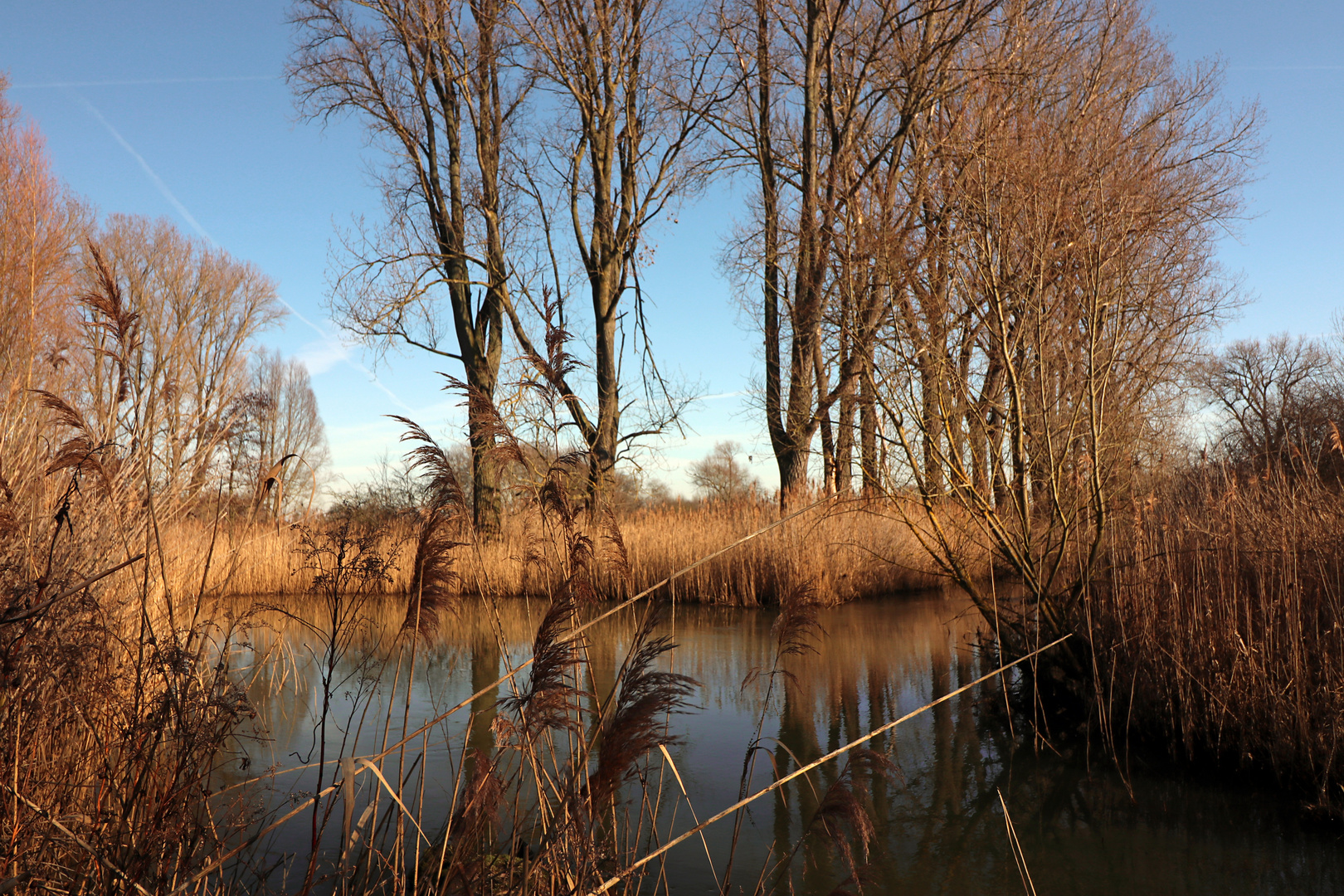 Pappeln am Fluss