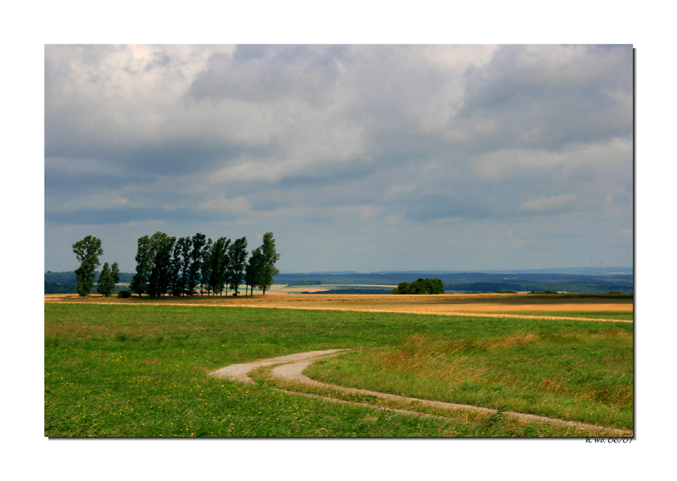 Pappeln am Hochmoor