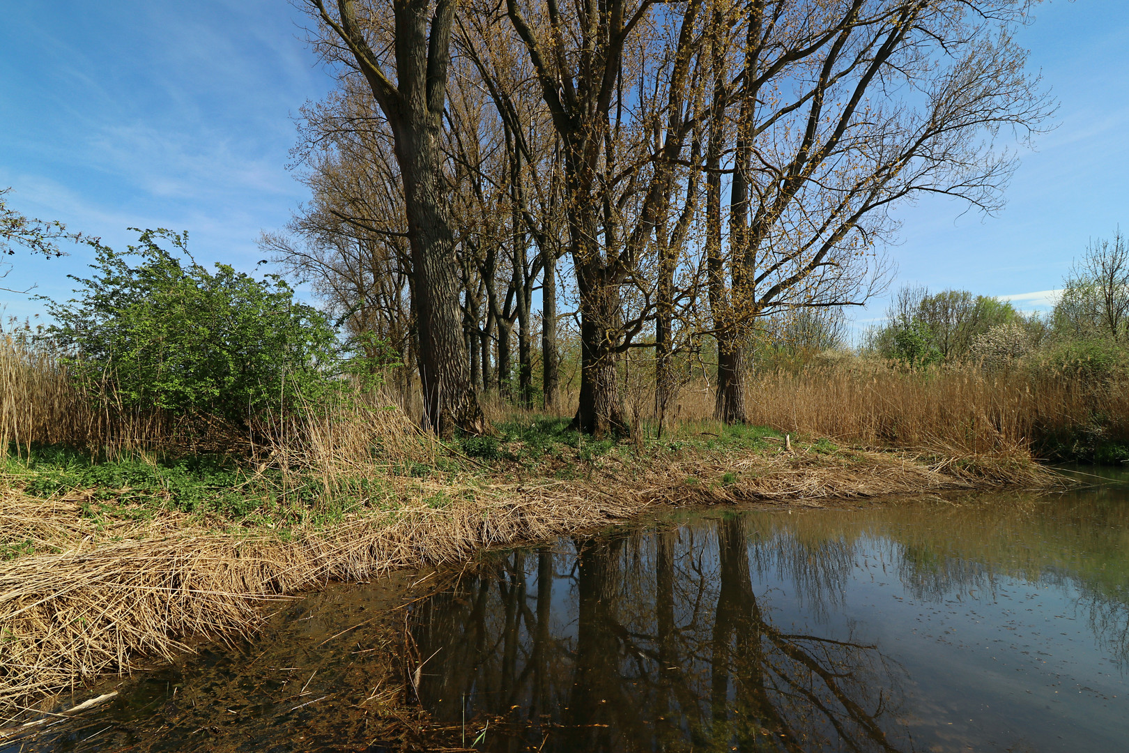 Pappeln am kleinen Teich Foto & Bild mai, landschaften, wasser Bilder