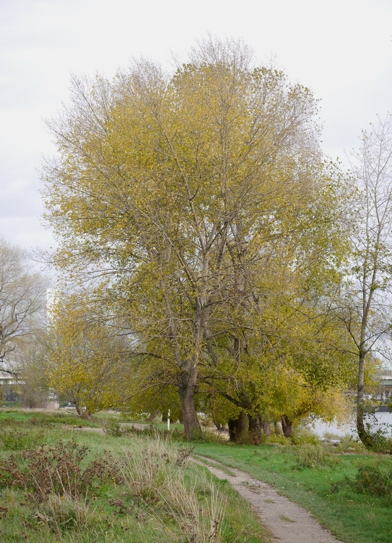 Pappeln am Rhein