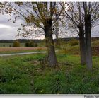 Pappeln am Sportplatz (chopos en el campo de deportes)