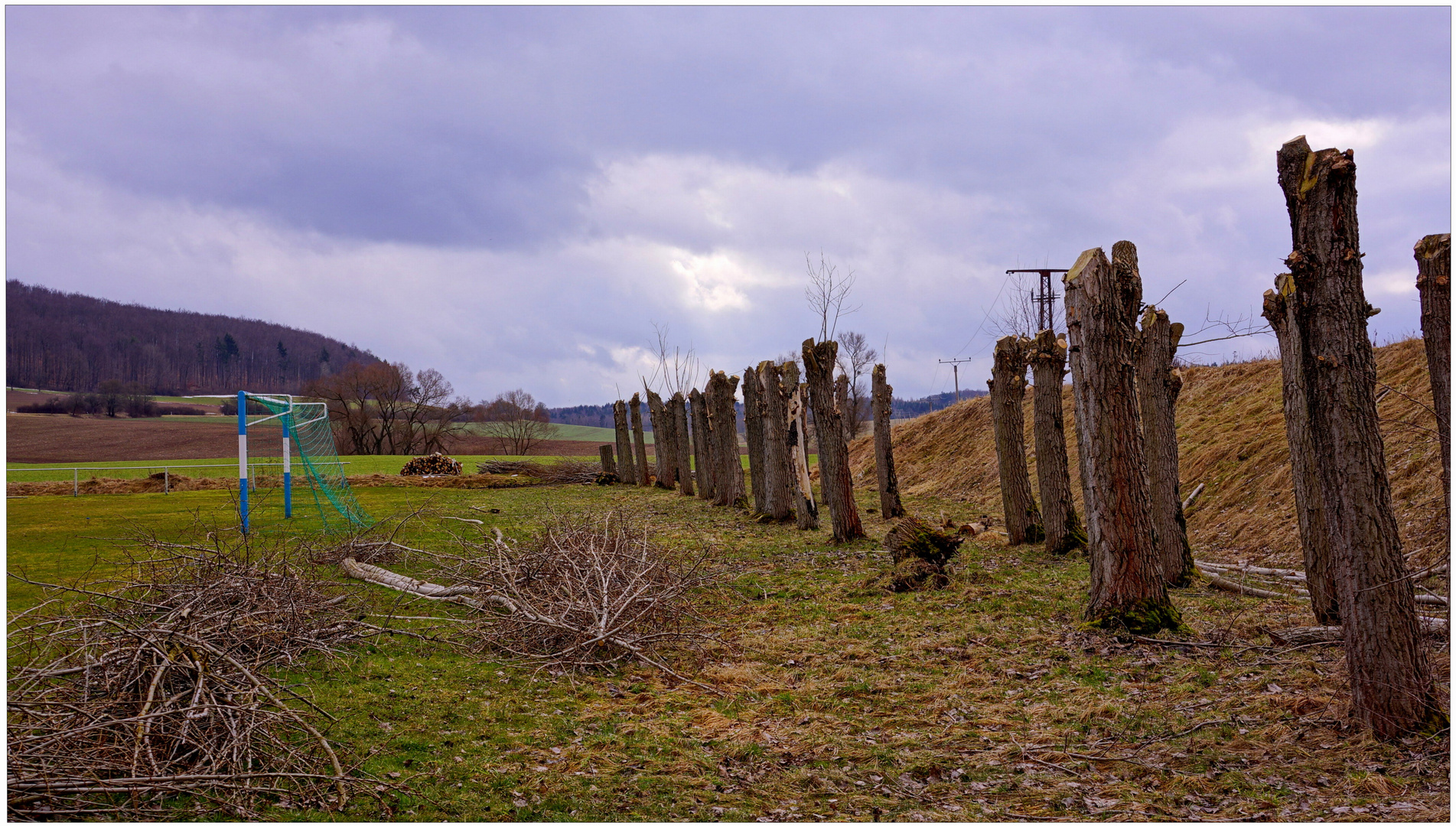 Pappeln am Sportplatz (chopos en el campo de depotes)