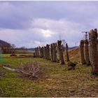 Pappeln am Sportplatz (chopos en el campo de depotes)