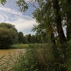 Pappeln am Teich