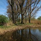 Pappeln am Wasser