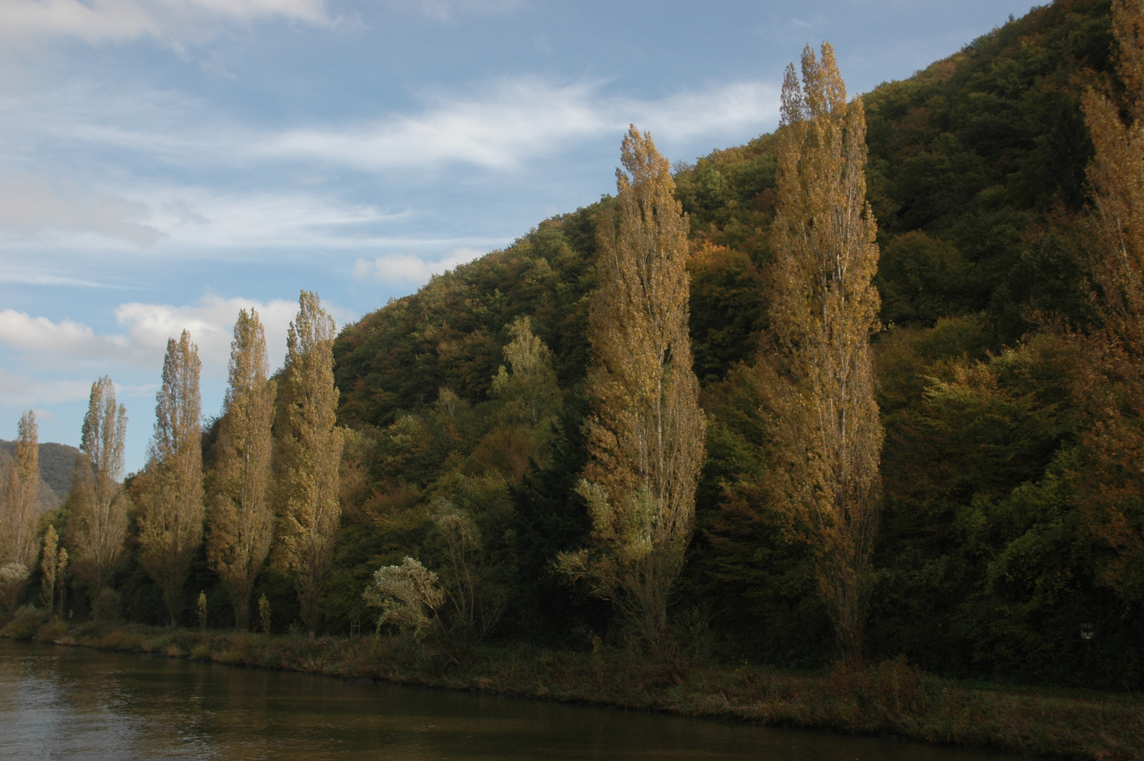 Pappeln an der Mosel