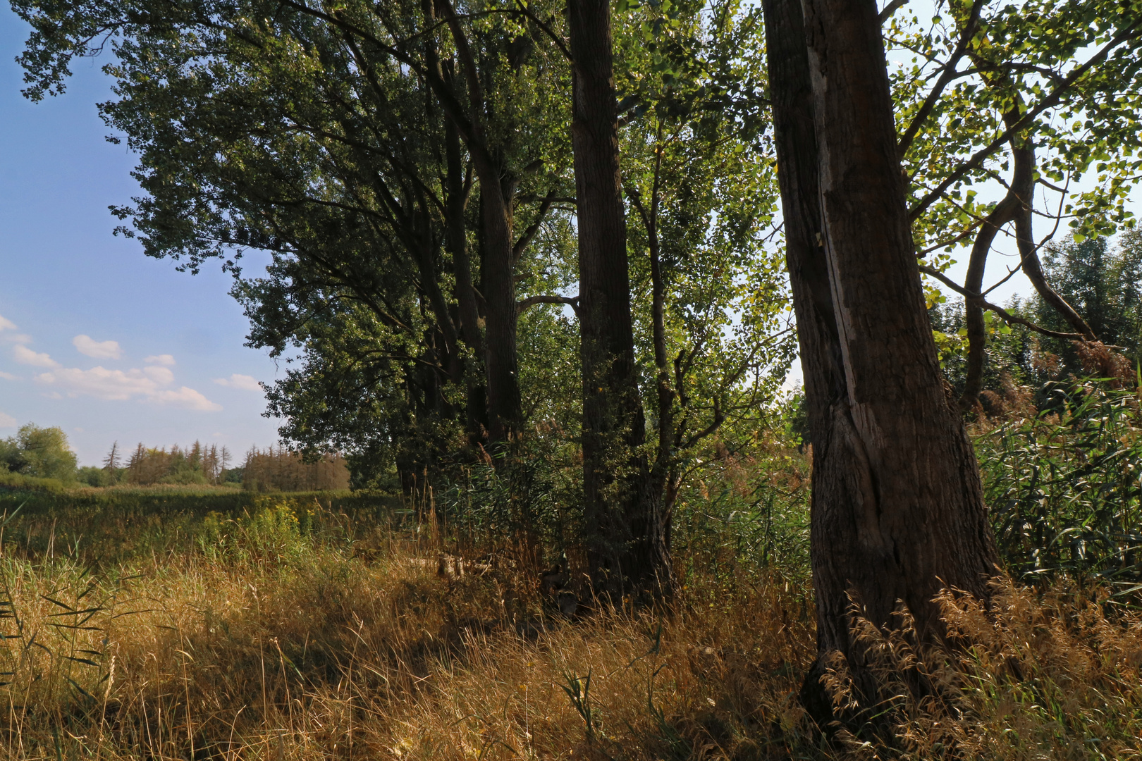 Pappeln an der Rohrwiese