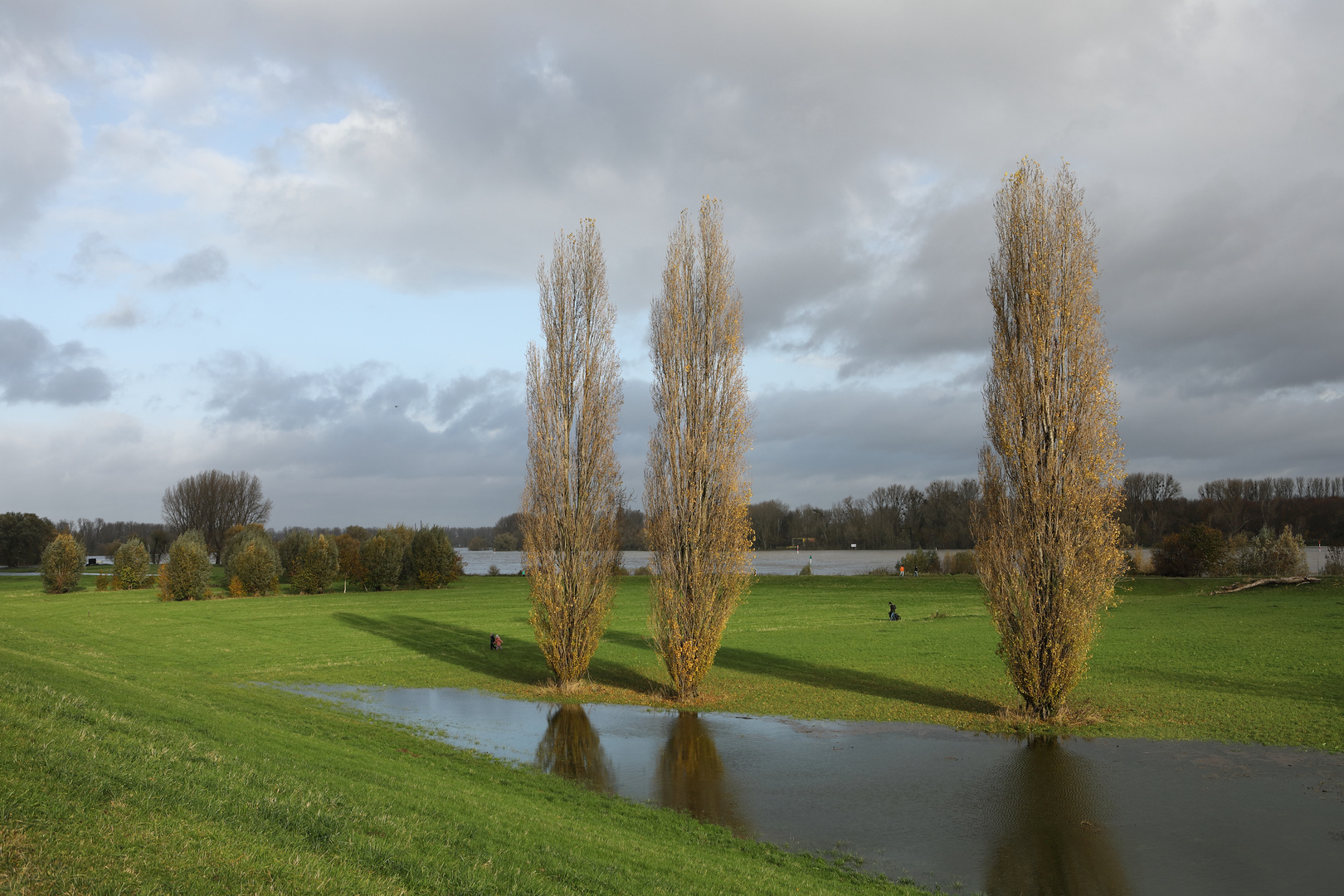 Pappeln im Hochwasser