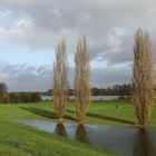 Pappeln im Hochwasser