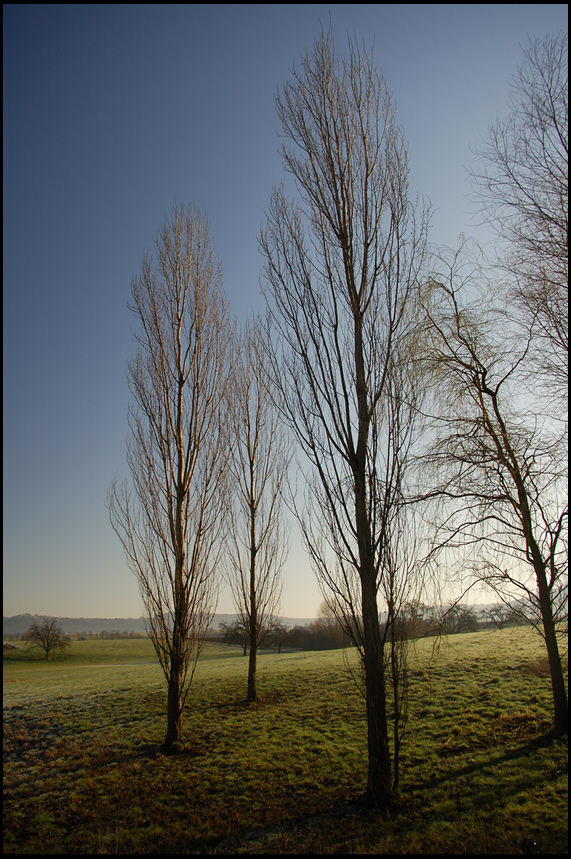 Pappeln im Morgenlicht