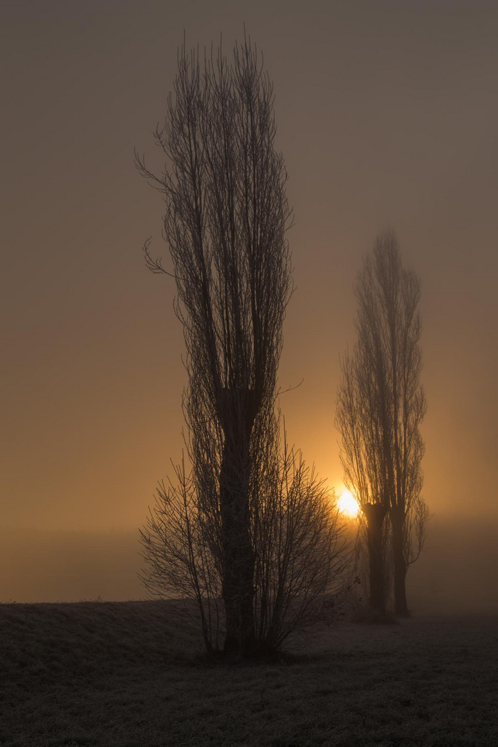 pappeln im nebel