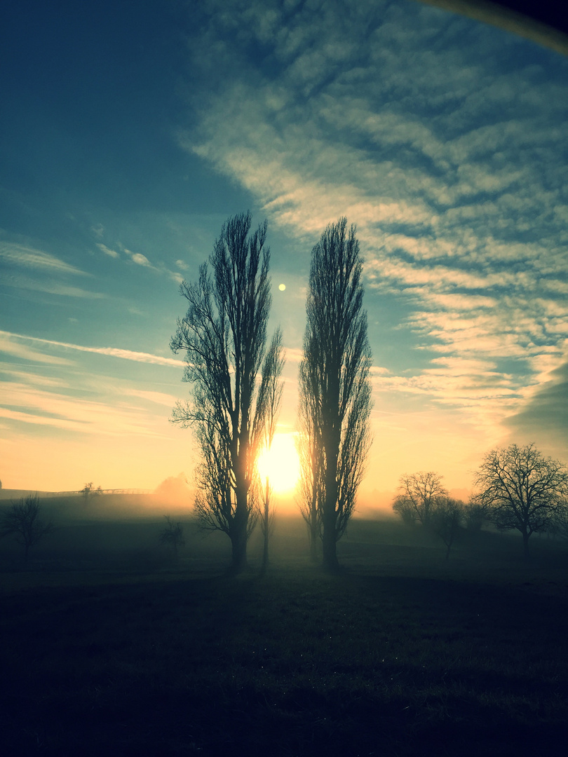 Pappeln im Nebel 