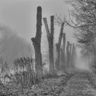 Pappeln im NEBEL Alter Siegarm Oberste Fahr