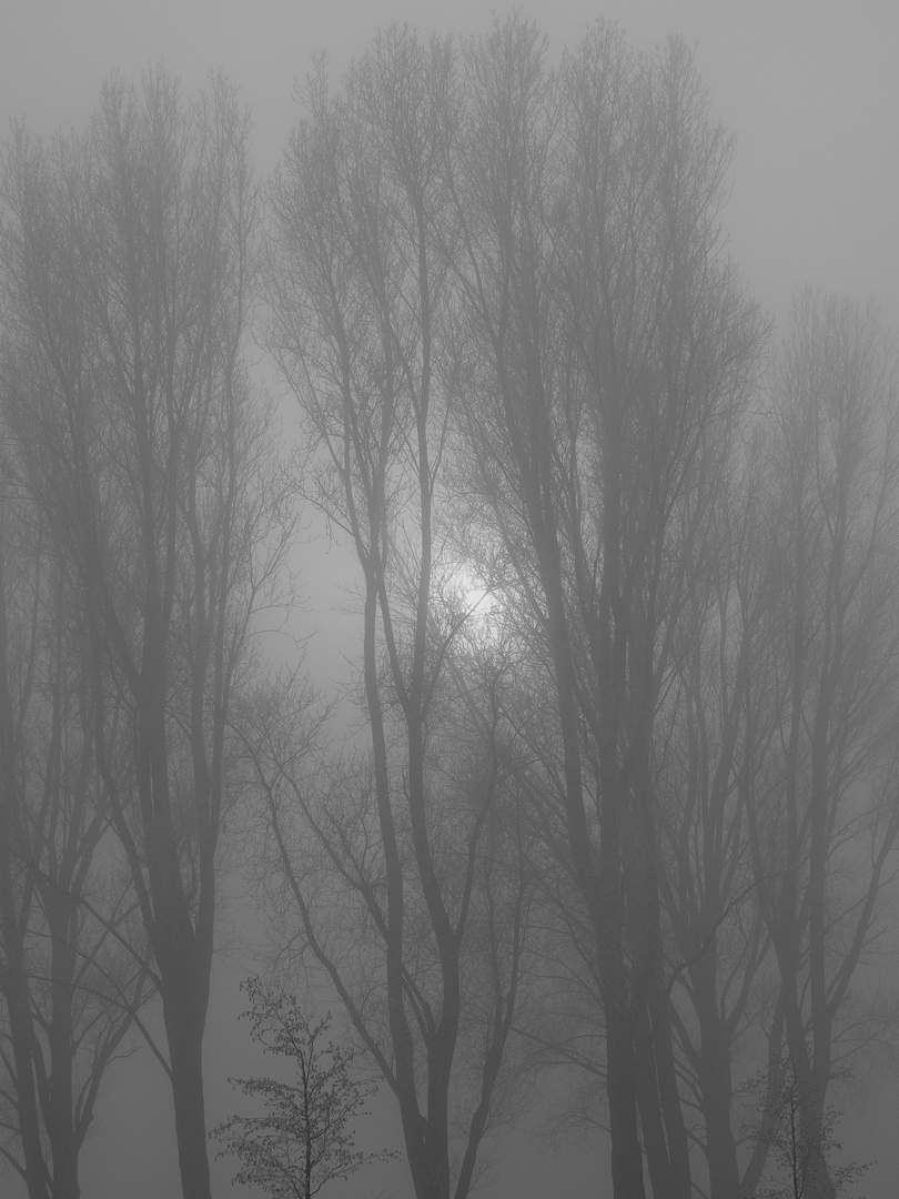 Pappeln im Nebel