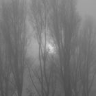 Pappeln im Nebel