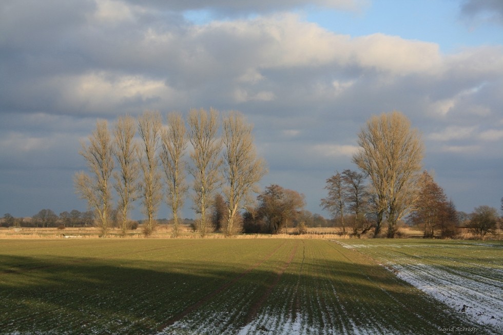 Pappeln im Sonnenlicht