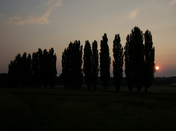 Pappeln im Sonnenuntergang