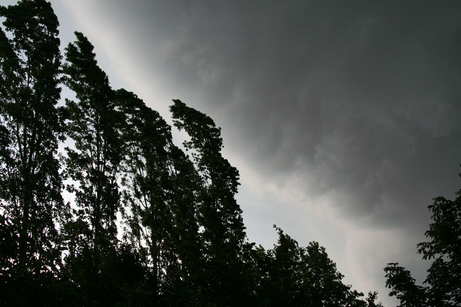 Pappeln im Sturm