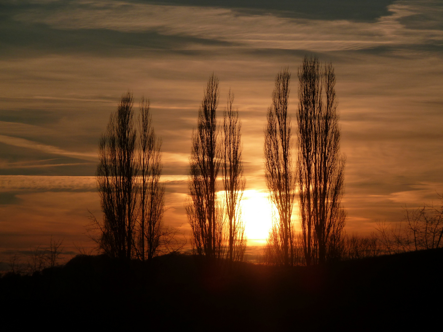 Pappeln in der untergehenden Sonne