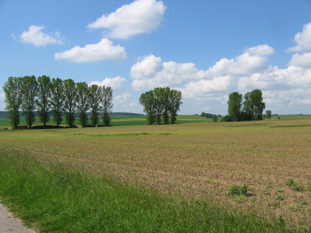 Pappeln in weiter Flur