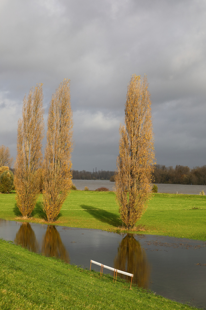 Pappeln leuchten im Herbst