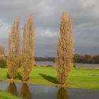 Pappeln leuchten im Herbst