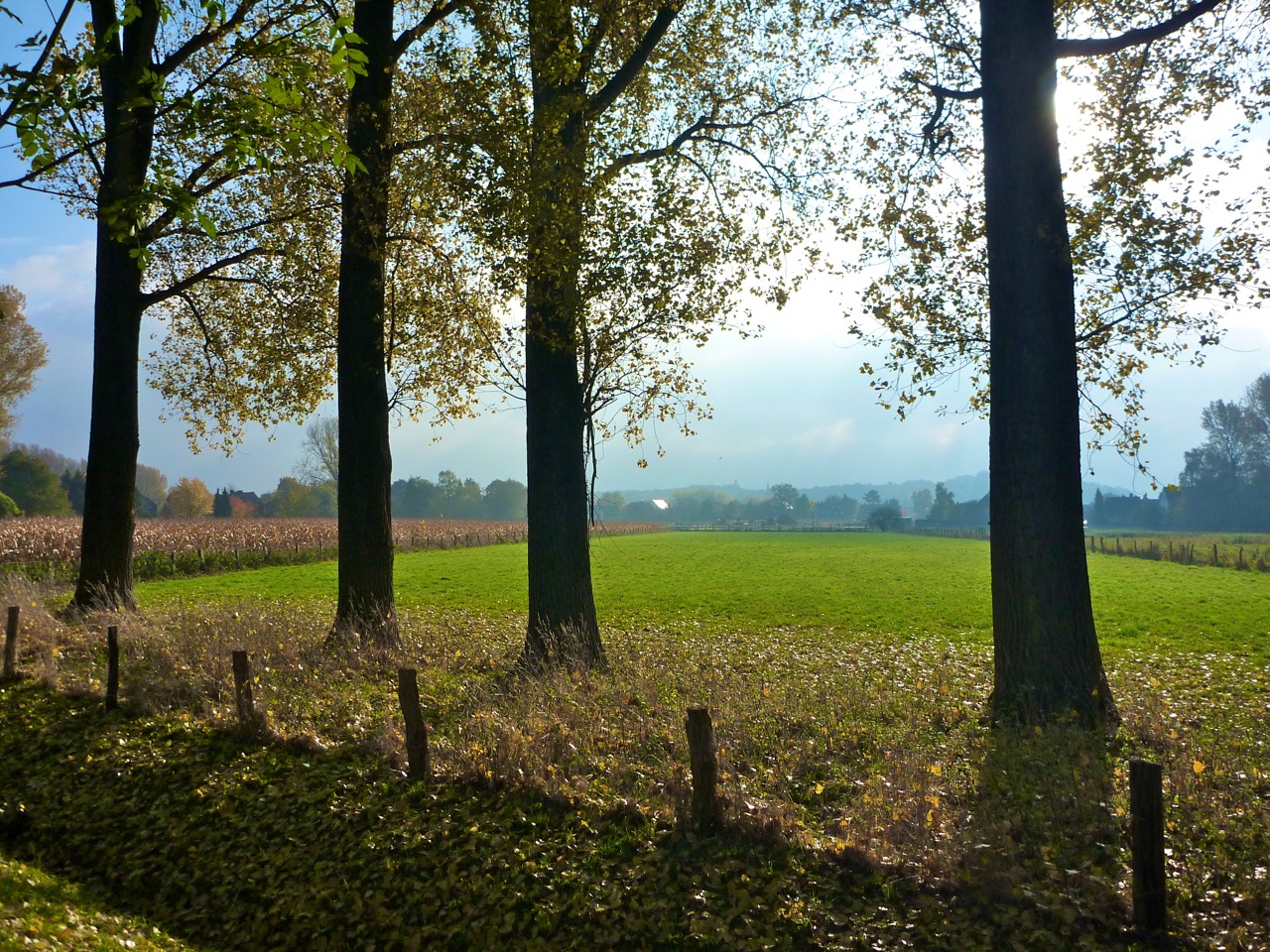 Pappeln mit Blick auf Schloss Liedberg