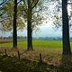 Pappeln mit Blick auf Schloss Liedberg