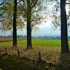 Pappeln mit Blick auf Schloss Liedberg