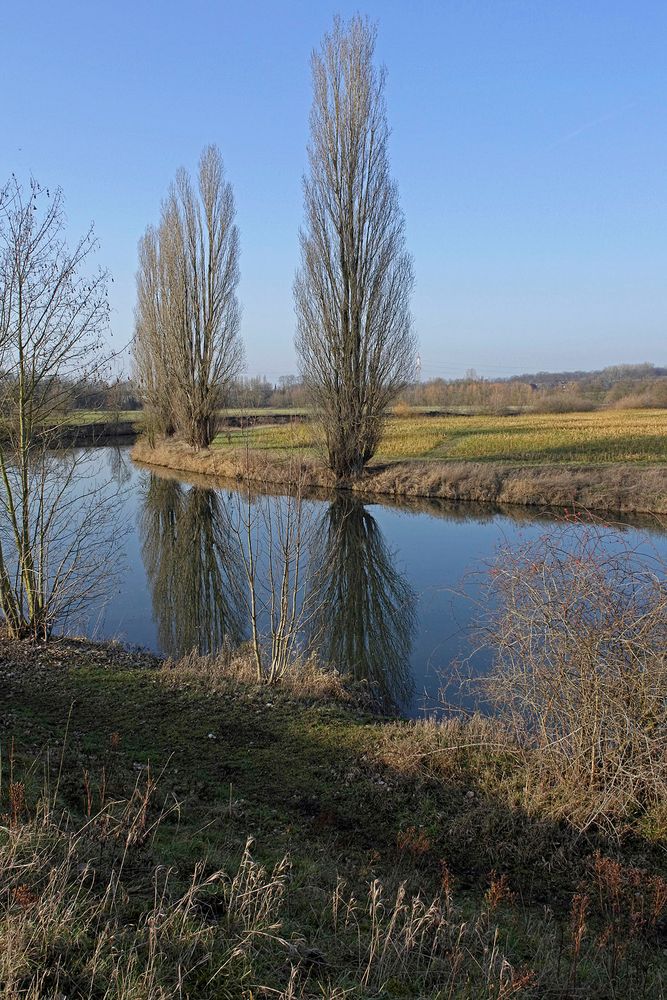 Pappeln spiegeln sich in der Lippe zwischen Hamm und Werne