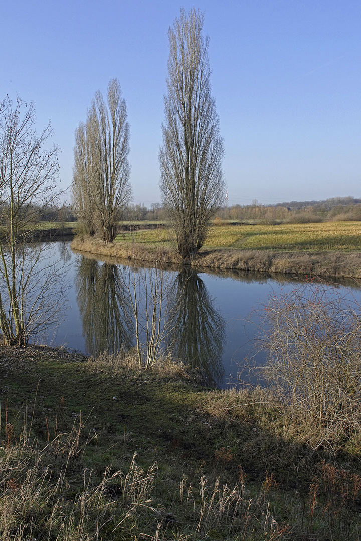 Pappeln spiegeln sich in der Lippe zwischen Hamm und Werne