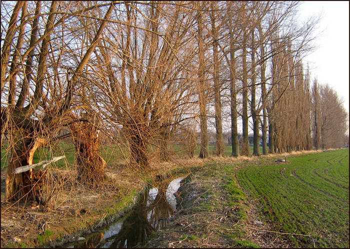 pappelnimfrühling