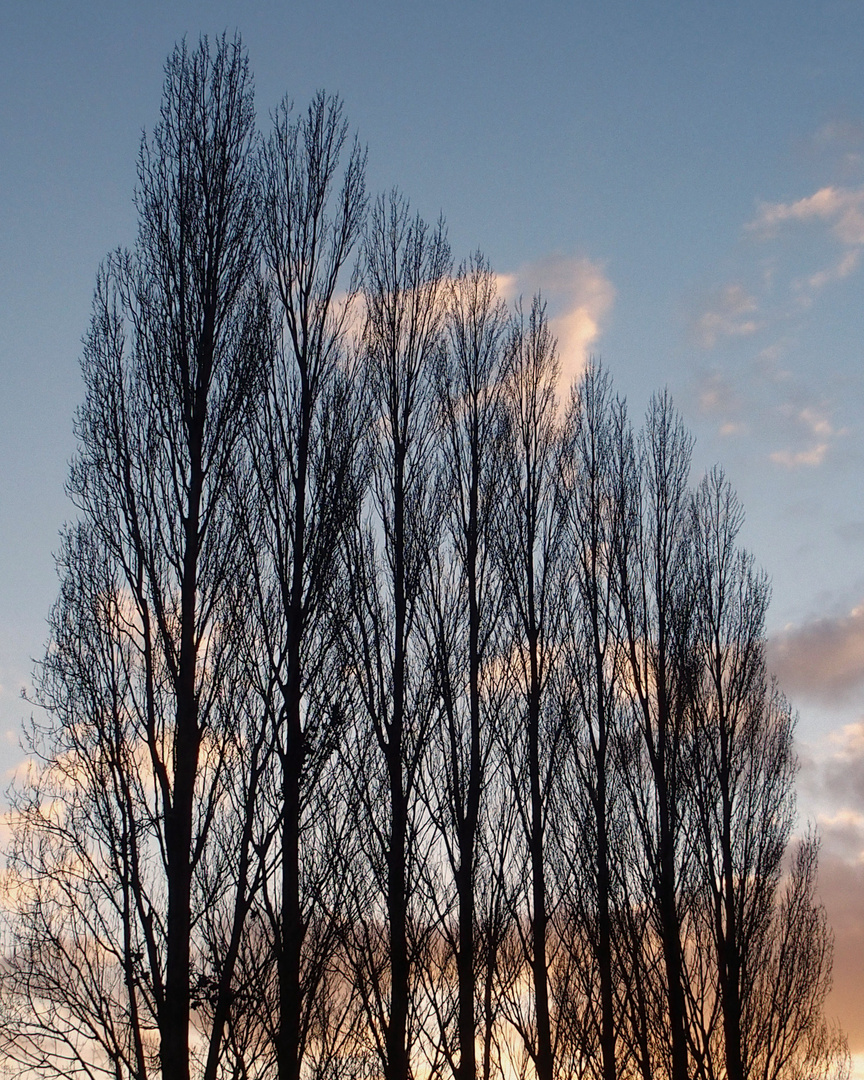 Pappelreihe im Abendlicht