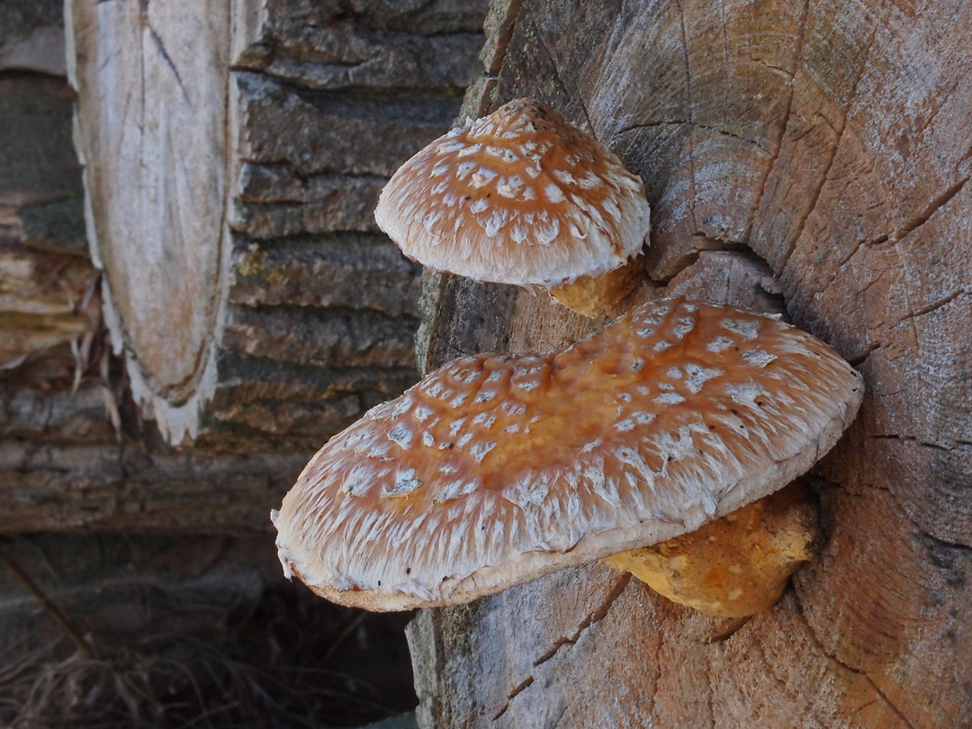 Pappelschüppling (Pholiota populnea)