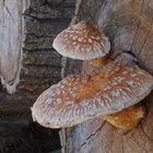 Pappelschüppling (Pholiota populnea)