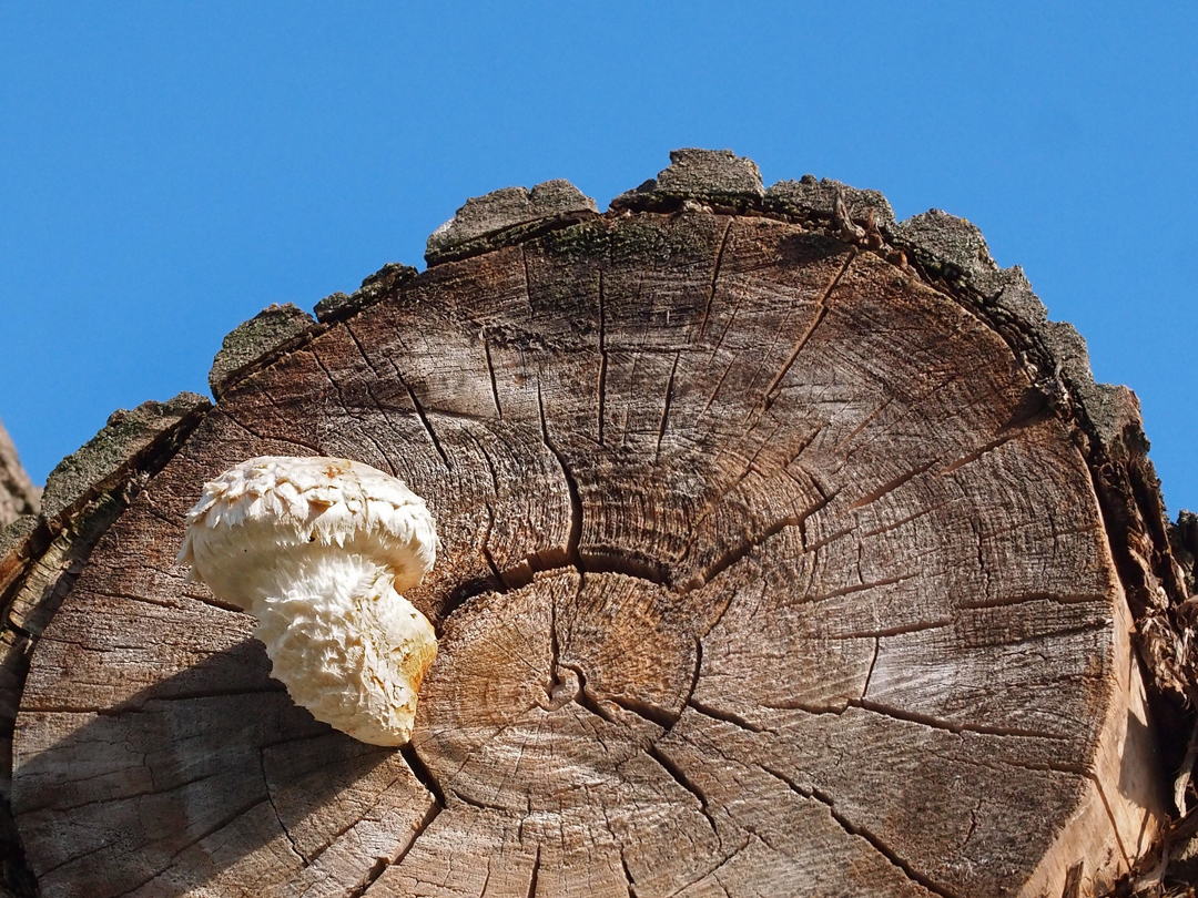 Pappelschüppling (Pholiota populnea) II