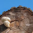 Pappelschüppling (Pholiota populnea) II