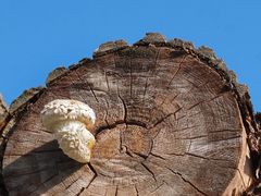 Pappelschüppling (Pholiota populnea) II