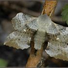 Pappelschwärmer / Amorpha populi
