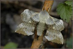 Pappelschwärmer / Amorpha populi