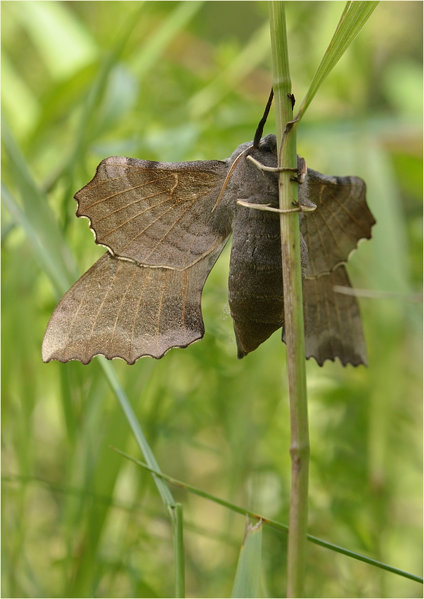 Pappelschwärmer II