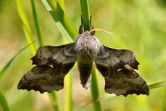 Pappelschwärmer (Laothoe populi)