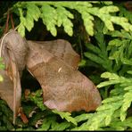 Pappelschwärmer - Laothoe populi