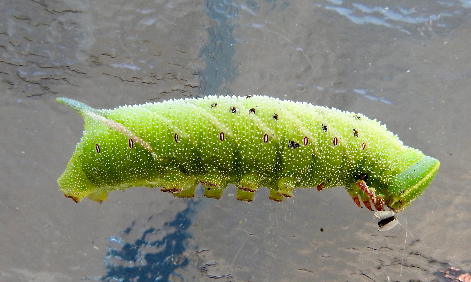 Pappelschwärmer (Laothoe populi)