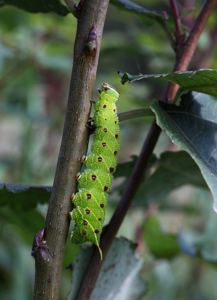 Pappelschwärmer-Raupe (Laothoe populi)